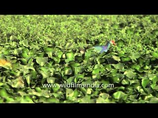 Purple Moorhen or Swamphen at Basai wetland, on Water Hyacinth