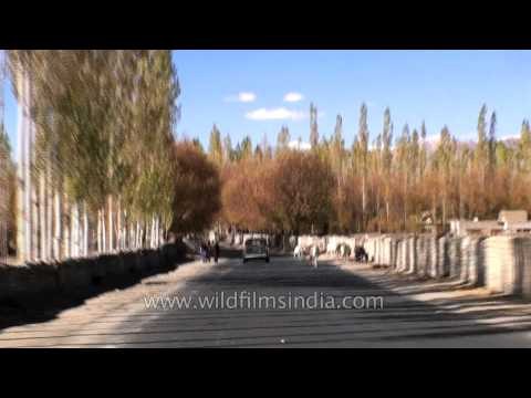 Stakna to Thiksey monastery - Ladakh driving video