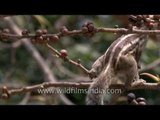 Five-striped Palm Squirrel feeding on Ficus berries