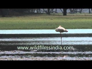 Greater Flamingos at Thol Sanctuary : Gujarat