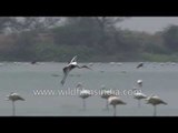 Painted Stork in flight with Flamingoes in the background, Gujarat