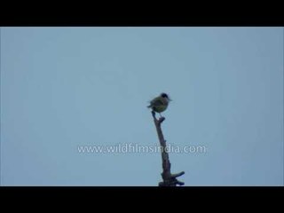 Green-backed Tit in the Himalaya