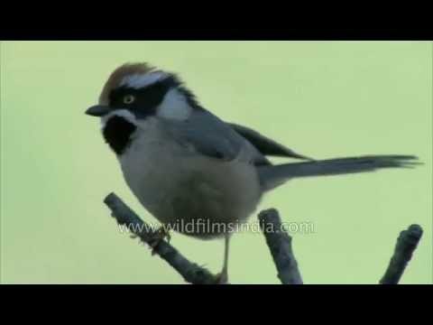 Red headed or Black throated Tit of the Himalaya