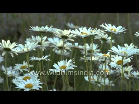 Michaelmas daisies prosper in the hills of Uttarakhand