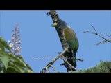 Great Barbet on Horse Chestnut blossom, Uttarakhand