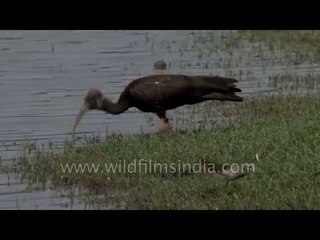 Ibis inspects plastic waste at Nal Sarovar bird sanctuary
