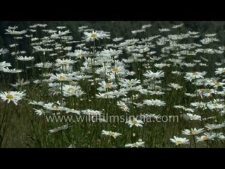 Spring-time Michaelmas daisies prosper in the Himalaya mountains