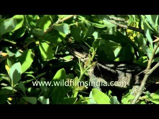 Himalayan Agama eats Berberis flowers in India : ayurvedic lizard?