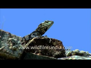 Himalayan Agama basks in the sun - India