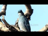 Verditer Flycatcher female bird call in the Himalaya