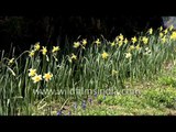 Daffodils, Muscari, Iris and Violets growing in the Himalaya