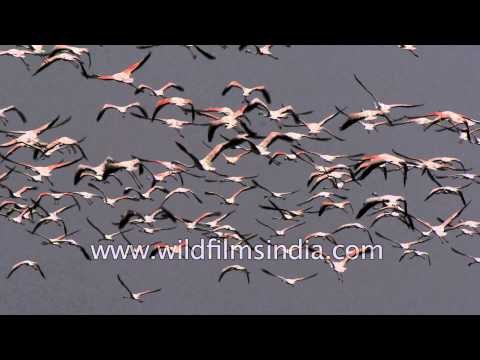 Flamingos unlimited: slow motion flight over Indian wetland!