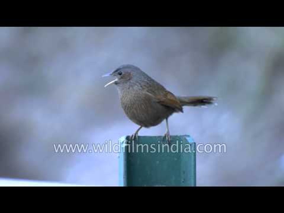Black crested Tit of the Himalaya and Streaked Laughing Thrush