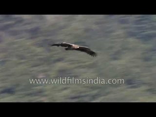 Steppe Eagle soaring on Himalayan air currents in Landour