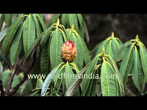 Rhododendron grows in Garhwal Hills - Uttarakhand