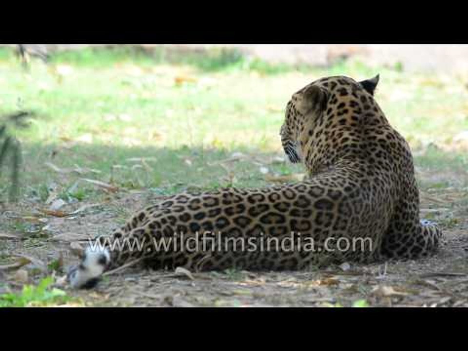 Leopard rests on ground in Indian forest