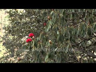 Rhododendron growing in Yamunotri valley, Uttarakhand