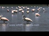 Flock of Flamingos at Thol lake, India