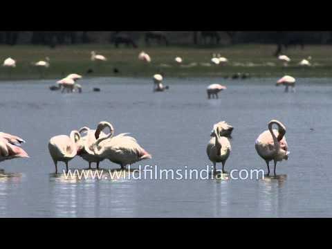 Greater Flamingos in Thol lake