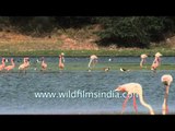 A group of Greater Flamingos parading in Thol lake