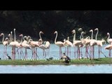 Birds of a feather flock together -  Greater Flamingos in Thol lake