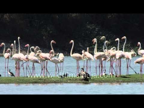 Birds of a feather flock together - Greater Flamingos in Thol lake