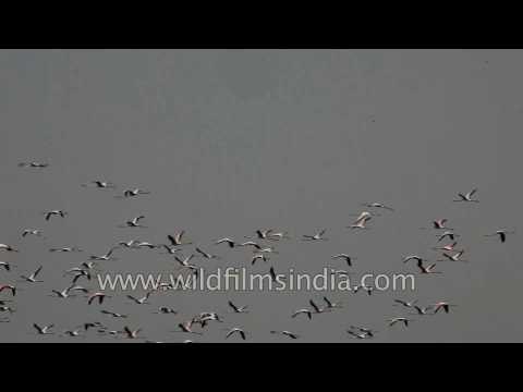 Thousands of Greater Flamingos take off from Thol lake