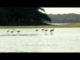 Greater Flamingos forage for aquatic invertebrates, insects, and seeds