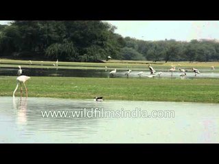 Two angry Greater Flamingos fighting