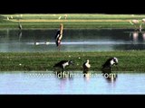 Painted Stork forages for food stock in Thol lake