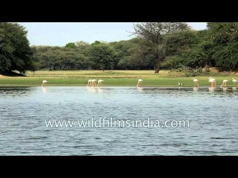Sarus Cranes, Greater Flamingos and other bird species in wetland