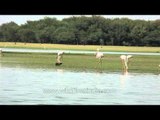 Pair of Sarus Cranes with flock of Greater Flamingos in Thol lake