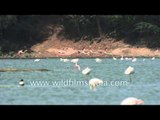 Greater Flamingos flying low over Thol lake
