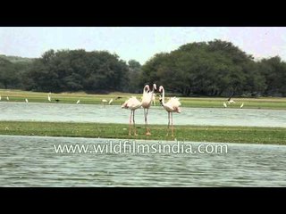 Greater Flamingos aggressive behaviour