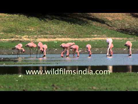 Flamingos foraging in Thol lake