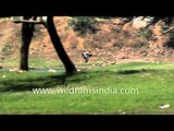 Flight of a Painted Stork in slow motion
