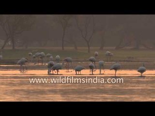 Greater Flamingos at dusk