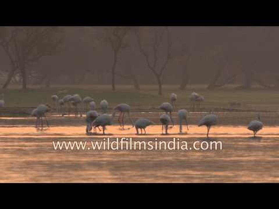 Greater Flamingos at dusk