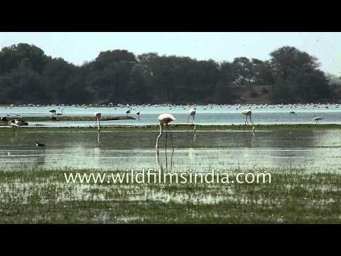 Greater Flamingos walking in shallow water looking for food