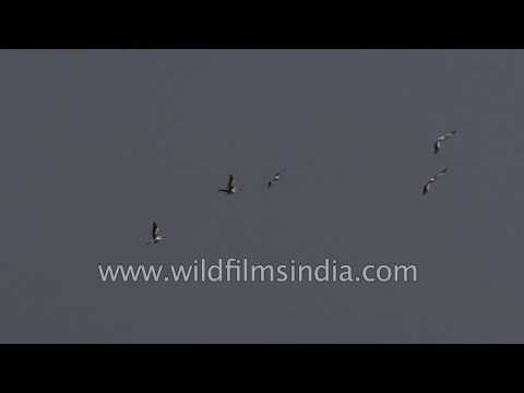 Flight of Great White Pelicans captured in slow motion