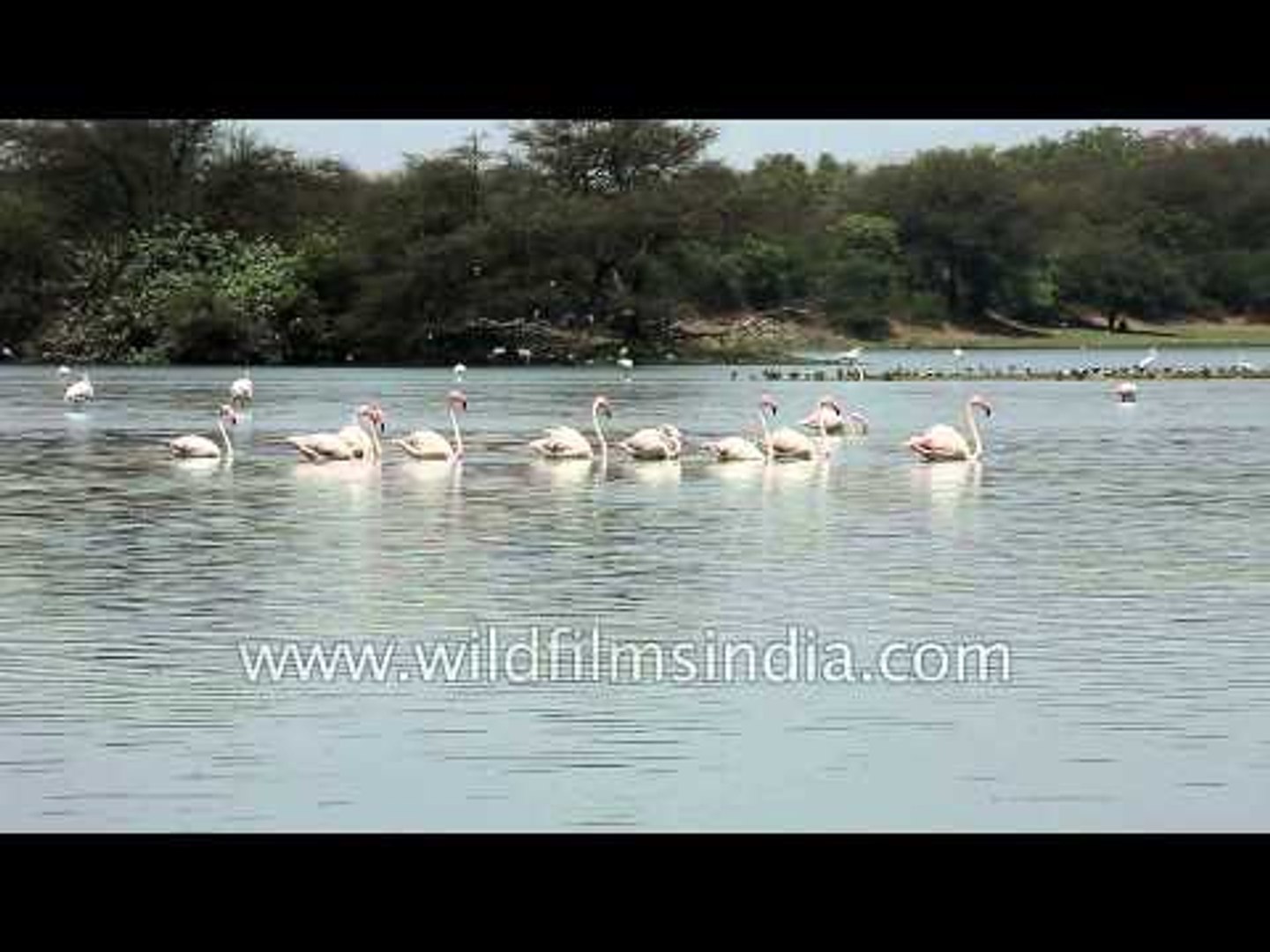 Greater Flamingos in Thol lake