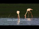 Greater Flamingos searching food in Thol lake