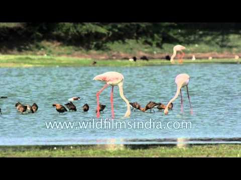 Different species of birds foraging in Thol lake