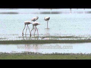 Great White Pelican forages near lakeside