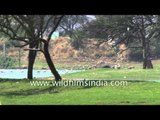 Great White Pelicans in a Gujarat wetland