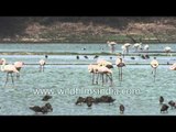 Painted Stork and Flamingoes at Thol Lake - Gujarat