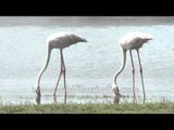 Greater Flamingos feeding in Thol Lake, Gujarat