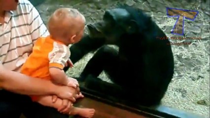 Cute animals kissing babies   Funny animal & baby compilation