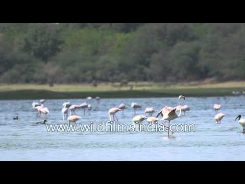 Greater Flamingo (Phoenicopterus roseus) Gujarat, India