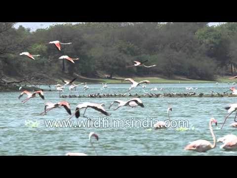 Colony of Greater Flamingos at Thol Lake - Gujarat